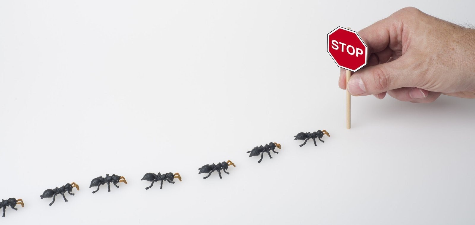 Ant Control in Dubai