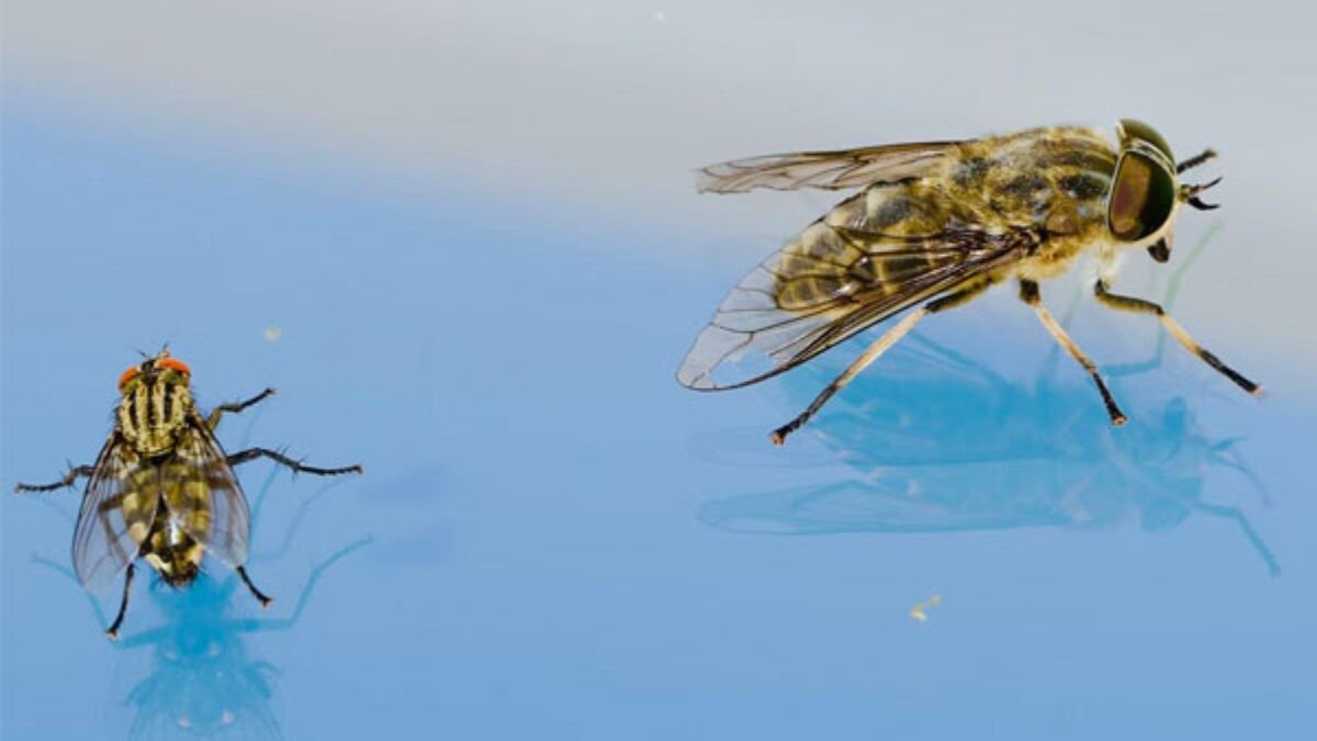 Best Fly Control Services in Dubai