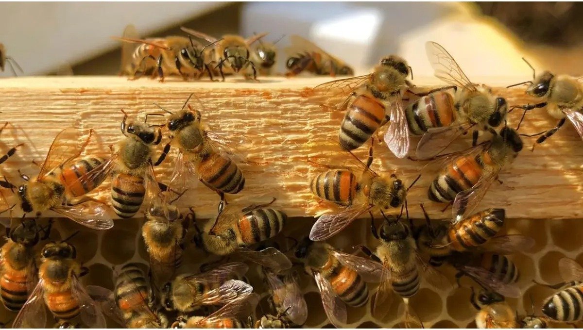 Honey Bee Control - Beehive Removal Dubai