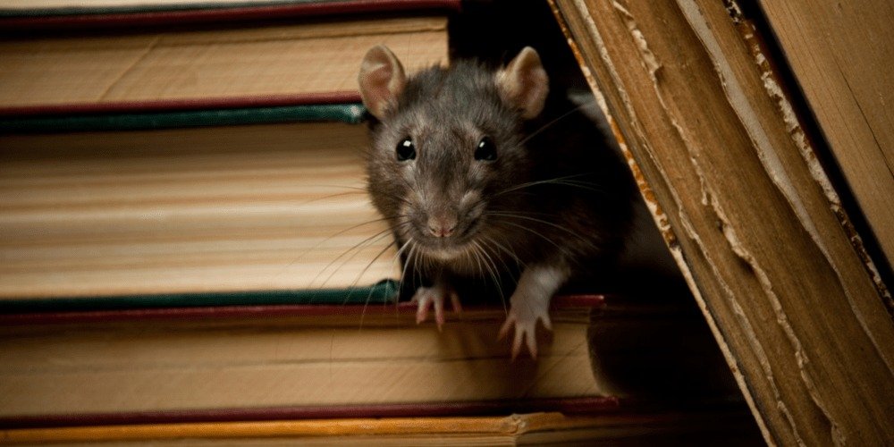 Rodent and Rat Exterminator Services in the UAE