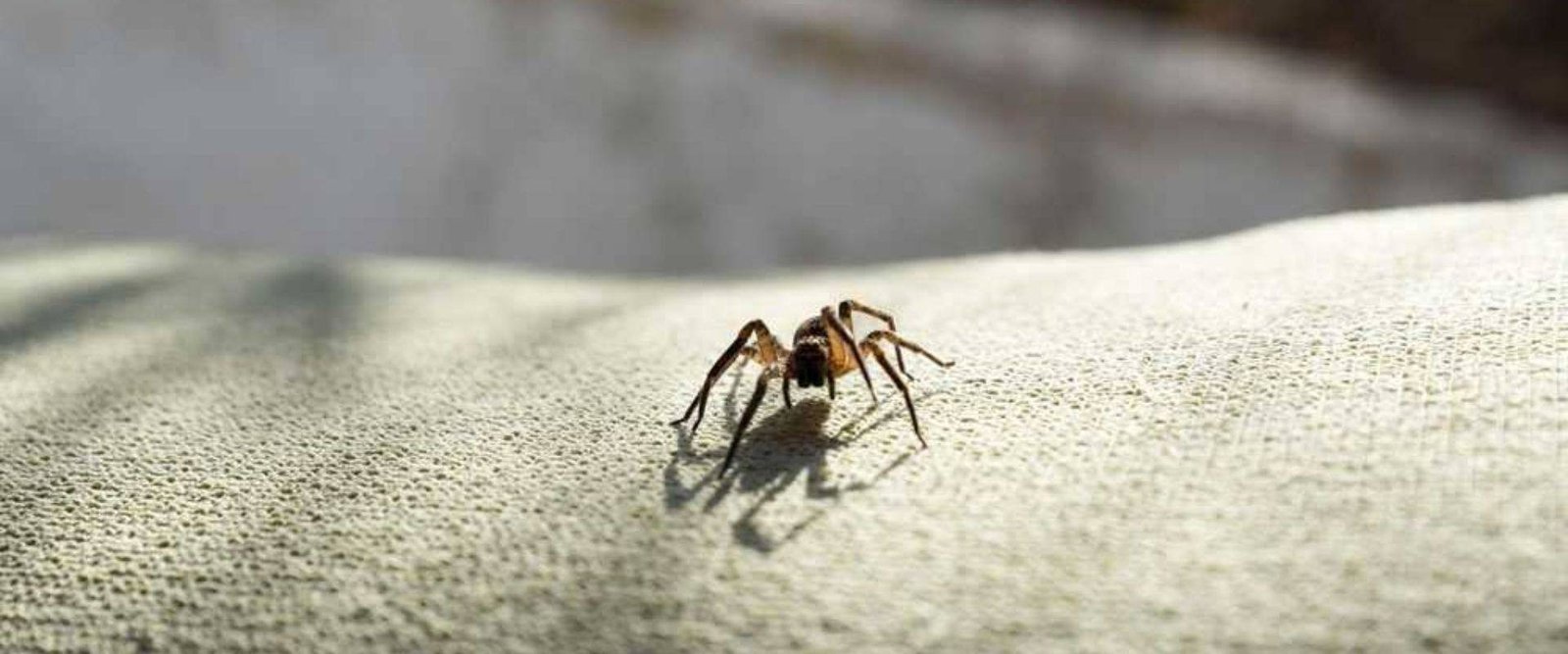 Spider Pest Control Service in Dubai