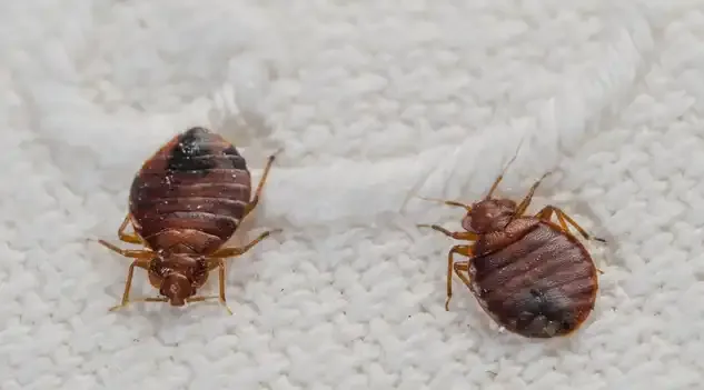 bed bug control in al barsha 2